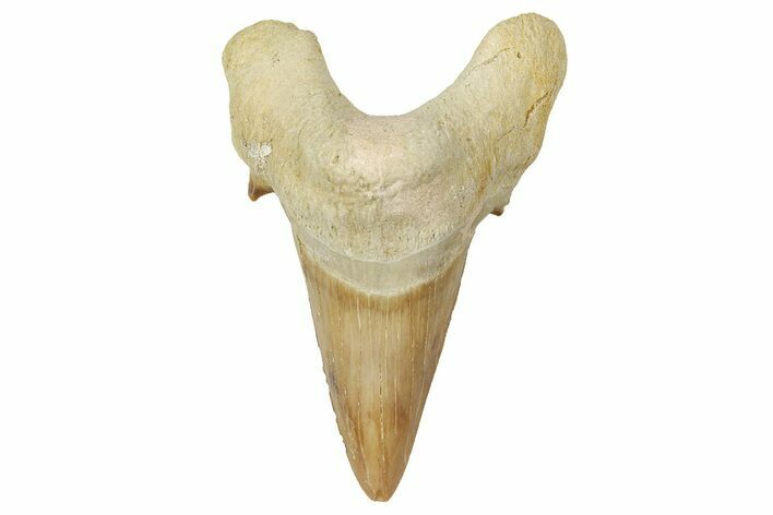 Fossil Shark Tooth (Otodus) - Morocco #353451